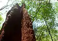 Huge anthill at Kambalakonda