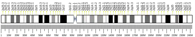 Chromosome 2 (human)