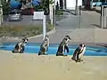 Humboldt penguins