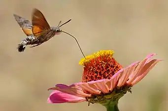 With straw stretched out drinking from a flower.