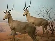 Two brown bovids