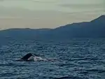 Whales in Skjalfandi near Húsavík