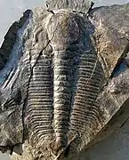 Hydrocephalus minor from Jince (Czech Republic)