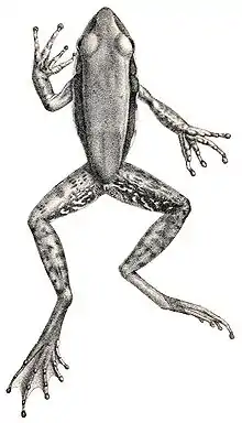 The San Cristobal treefrog(Papurana kreffti(Boulenger, 1882)).