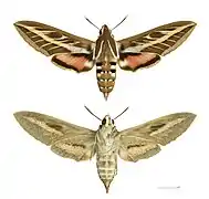 Hyles livornica
