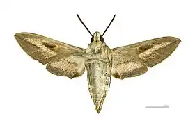 Male