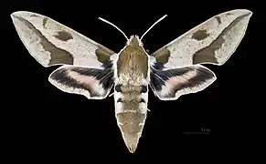 Female Hyles nicaea nicaea