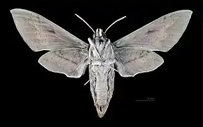 Female Hyles nicaea nicaea, underside