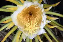 Photo of a flower with a large orange centre and delicate yellow stigma protruding. The centre is surrounded by white petals and a halo of green and yellow spikes.