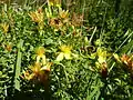 Square stalked St John's wort