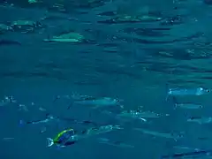 Dussumier's halfbeak (Hyporhamphus dussumieri)