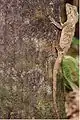 A small southern angle-headed dragon on a cabbage tree palm, near Forster, Australia
