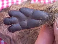 The characteristic foot pads