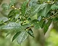 Foliage and unripe fruit in summer