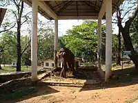 The elephant Soman