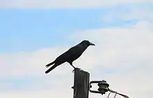 Crows and ravens are believed to be the messenger of death and worshipped on the first day.