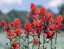 Image 15State flower of Wyoming: Indian paintbrush (from Wyoming)