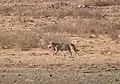 Indian wolf (Canis lupus pallipes)