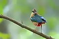 Image 6The Indian pitta (Pitta brachyura) is a passerine bird native to the Indian subcontinent. It inhabits scrub jungle, deciduous and dense evergreen forest. The pictured specimen was photographed at Bhawal National Park.Photo Credit: Md shahanshah bappy