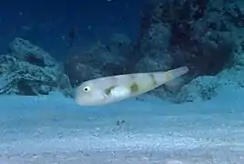 Yellowblotch razorfish (Iniistius aneitensis)