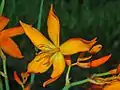 Flower of Crocosmia aurea