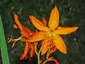 Flower of Crocosmia aurea