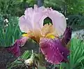 Bearded iris cultivar, similar to the classic/historical cultivar 'Alcazar'