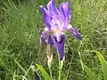 Iris marsica