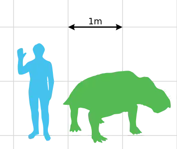 Size of I. jenseni relative to a human