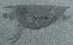 Fossil of Isoxys acutangulus