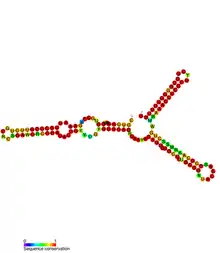 istR Hfq binding RNA: Predicted secondary structure taken from the Rfam database. Family RF01400.
