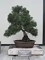 Pinus thunbergiana var. corticata Bonsai