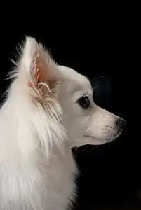Profile of a Japanese Spitz