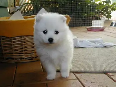 A Japanese Spitz puppy