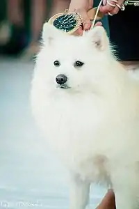 A two-year-old Japanese Spitz (Ukraine)