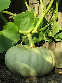 An unripe Jarrahdale Pumpkin