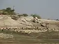 Very few people know that the Jawai dam is a grazing ground for many sheep. The farmers of the village bring their sheep near the water area for grazing.