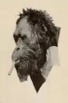 Sub-adult orangutan, cigarette hanging off bottom lip