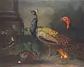 Johann Wenzel Peter - Truthahn, Pfau, Kiebitz, Kaninchen