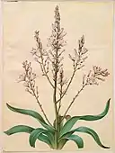 Asphodelus ramosus; by Hans Simon Holtzbecker; gouache on parchment; 1649–1659; .mw-parser-output .frac{white-space:nowrap}.mw-parser-output .frac .num,.mw-parser-output .frac .den{font-size:80%;line-height:0;vertical-align:super}.mw-parser-output .frac .den{vertical-align:sub}.mw-parser-output .sr-only{border:0;clip:rect(0,0,0,0);clip-path:polygon(0px 0px,0px 0px,0px 0px);height:1px;margin:-1px;overflow:hidden;padding:0;position:absolute;width:1px}50.5&nbsp;cm ×&nbsp;38.5&nbsp;cm (20&nbsp;in ×&nbsp;15+1⁄4&nbsp;in).