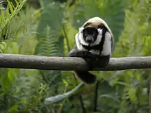 Juvenile ruffed lemur curled up on a branch facing the camera, its tail draped over the branch in front of it, with rich, green canopy in the background