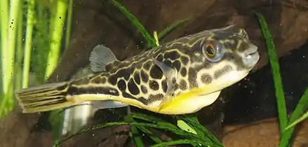 Juvenile mbu puffer