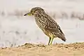 Juvenile black-crowned night heron (Nycticorax nycticorax) at Point Reyes National Seashore, California
