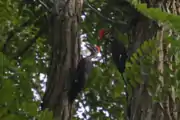 Two juvenile pileated woodpeckers, both Female
