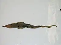 Juvenile lake sturgeonGoulais Bay, Lake Superior.