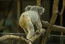 A koala walking along a branch, away from viewer