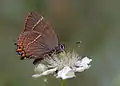 White-letter hairstreak (Satyrium w-album) nectaring on berry flower; Saimbeyli, Adana, Turkey