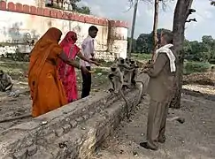 Devotees feed gray langurs outside the temple
