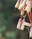Corolla tubes in Kalanchoe pinnata flower