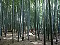 Grove of mōsō bamboo